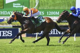 On her Australian debut, Avantage (NZ) fought hard to claim the Group 3 Birthday Card Stakes. Photo: Bradley Photographers